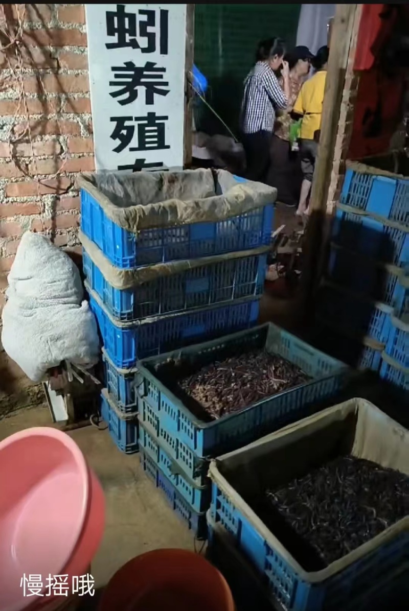 广西钦州的自己加工基地精品地龙干货蚯蚓干量大价优品质保障