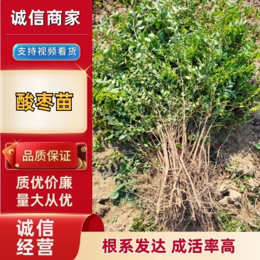 【一件代发】酸枣苗杯苗保湿保质基地直发成活率高欢迎下单