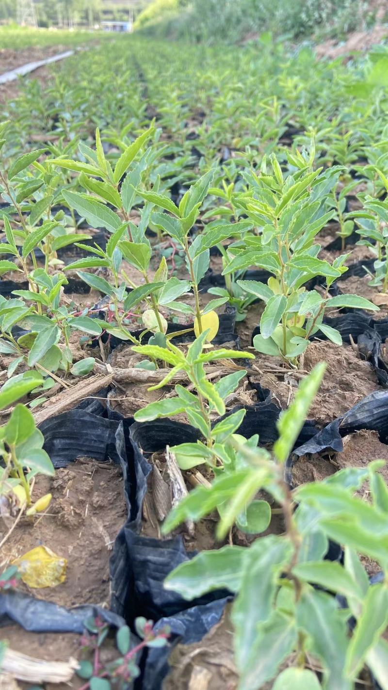 【一件代发】酸枣苗杯苗保湿保质基地直发成活率高欢迎下单