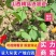 【一件代发】连翘苗基地直供价格美丽成活率高欢迎下单