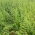【一件代发】连翘苗基地直供价格美丽成活率高欢迎下单
