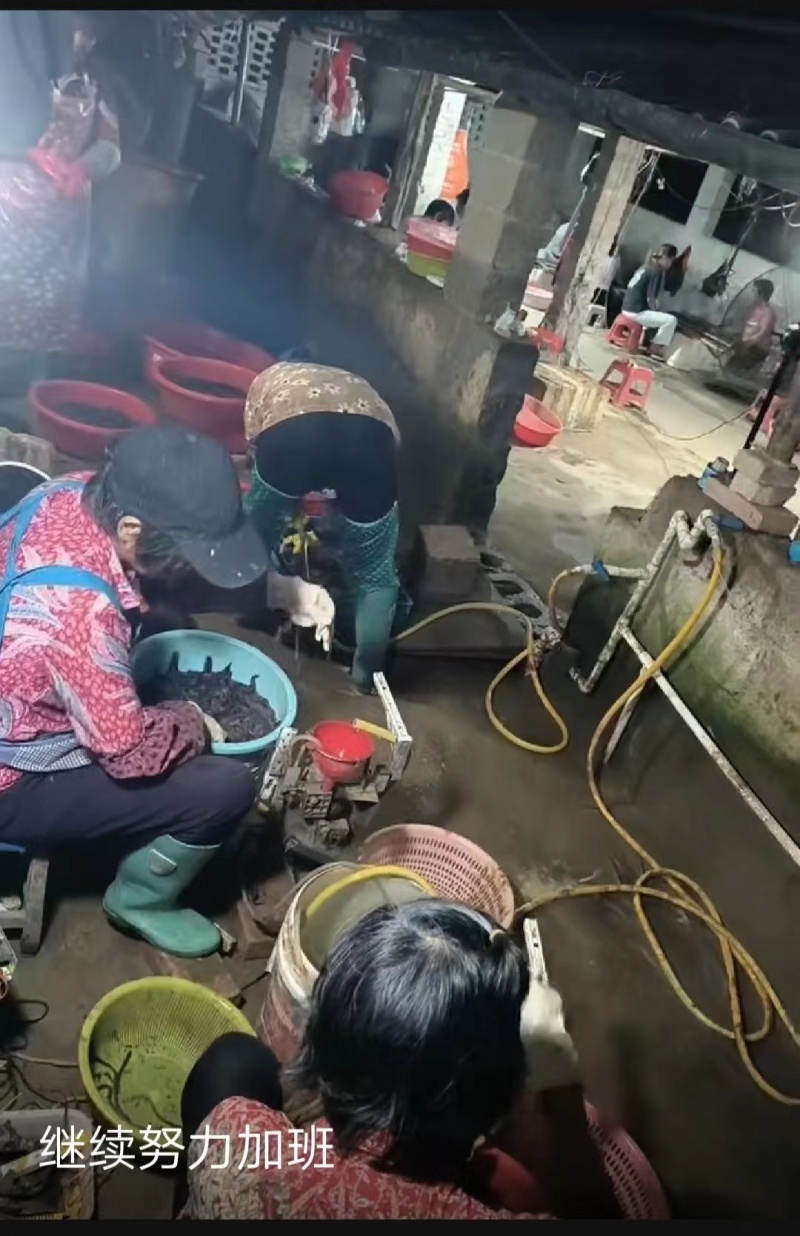 优质广西地龙干蚯蚓干品质好质量优价格实惠欢迎老板选购