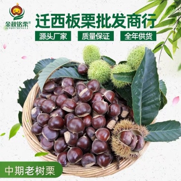 百年老树迁西中前期老树板栗纯北峪二号各种规格