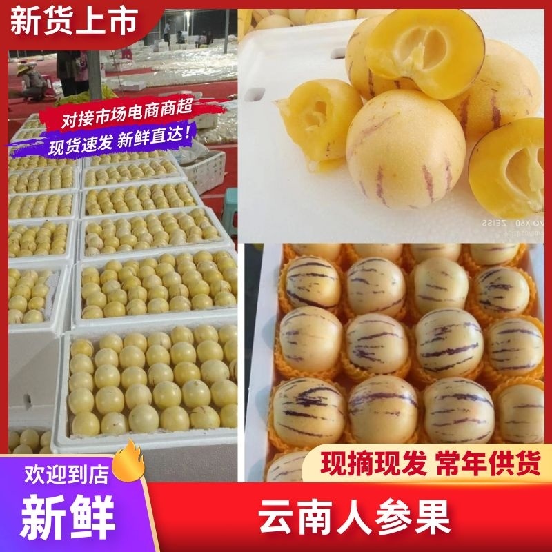 【常年供应】云南人参果/新品上市/全国发货/欢迎咨询
