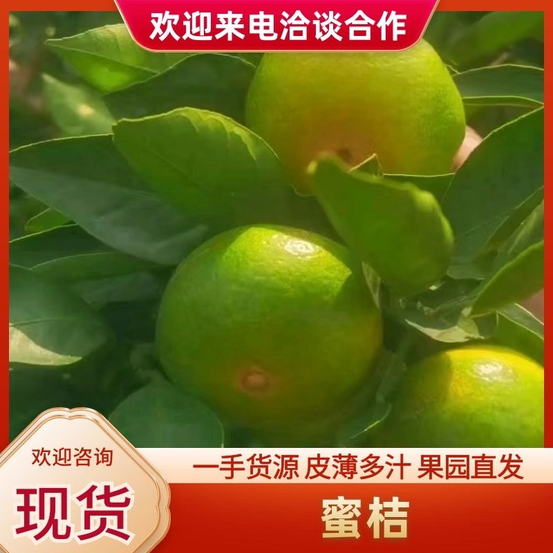 【牛商推荐】湖南柑橘/蜜橘/新品上市/一手货源一条龙服务