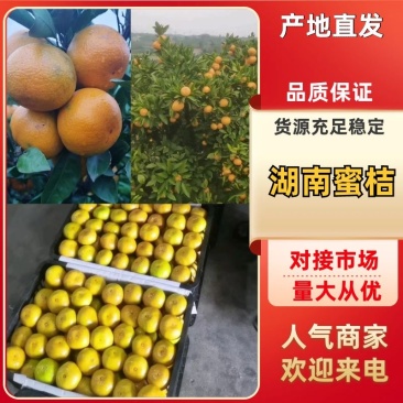 【复购高】湖南柑橘/蜜橘/价格优惠/诚信经营/一条龙服务