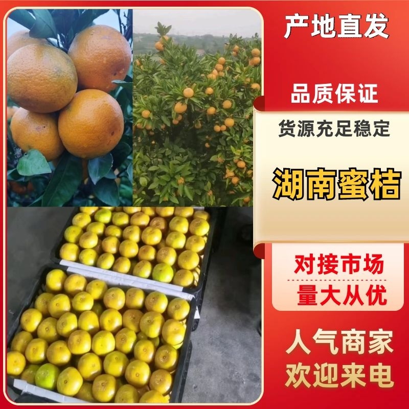 【复购高】湖南柑橘/蜜橘/价格优惠/诚信经营/一条龙服务