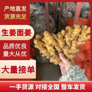 【面姜】山东生姜产地直发常年供应欢迎前来考察选购