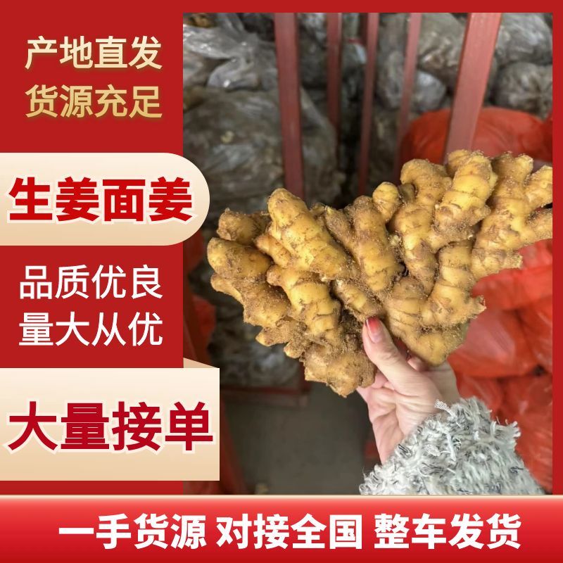 【面姜】山东生姜产地直发常年供应欢迎前来考察选购