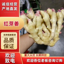 《实力》山东红芽姜生姜大量上市产地批发货源充足质量好