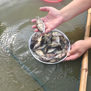 【鳜鱼苗】江苏扬州水库放养成活率高质量保证量大价优