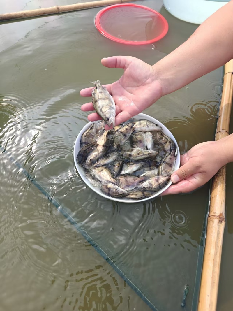 【鳜鱼苗】江苏扬州水库放养成活率高质量保证量大价优