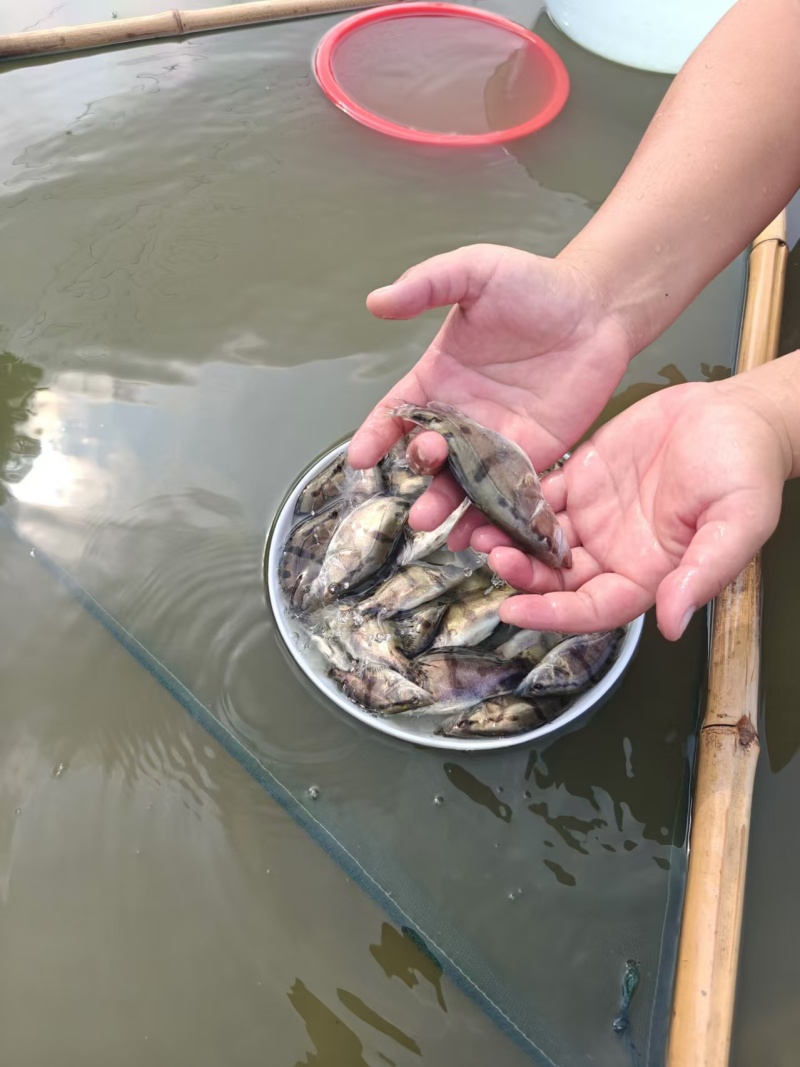 【鳜鱼苗】江苏扬州水库放养成活率高质量保证量大价优
