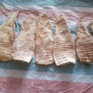 精品平湖笋干产地直发大量上市对接商超欢迎选购