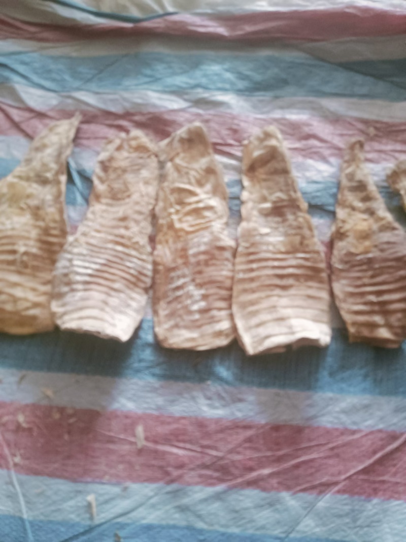 精品平湖笋干产地直发大量上市对接商超欢迎选购