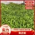 薄皮椒安徽鲜辣椒薄皮辣椒货源稳定代收代发全国市场