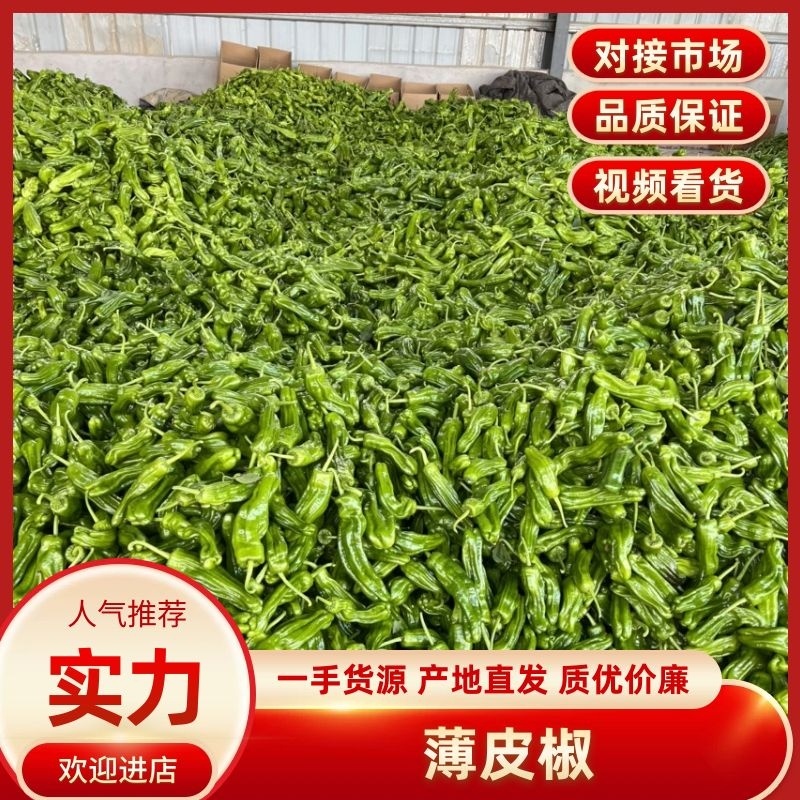 薄皮椒安徽鲜辣椒薄皮辣椒货源稳定代收代发全国市场