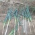 长白大葱河北大葱产地直发品质保障量大优惠欢迎咨询