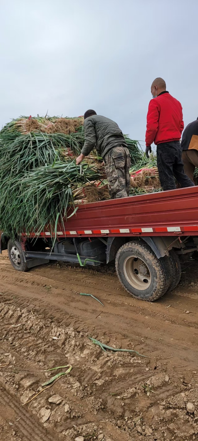 长白大葱河北大葱产地直发品质保障量大优惠欢迎咨询