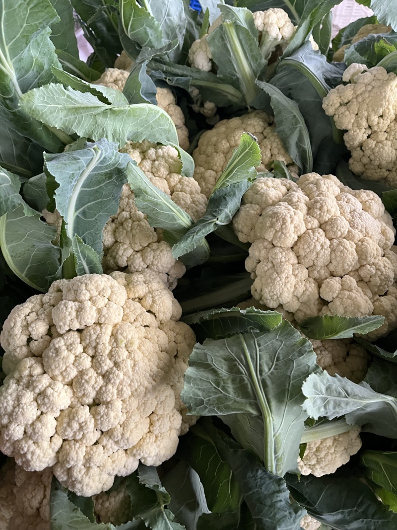 花菜菜花山东花菜白面青梗产地先砍现发欢迎咨询