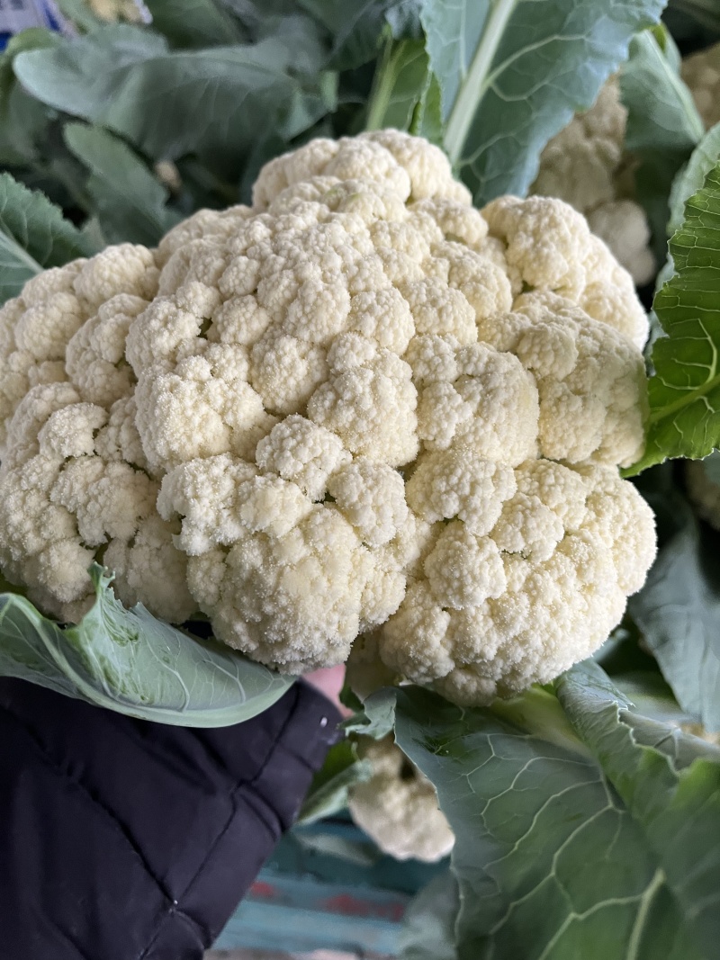花菜菜花山东花菜白面青梗产地先砍现发欢迎咨询