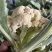 花菜菜花山东花菜白面青梗产地先砍现发欢迎咨询