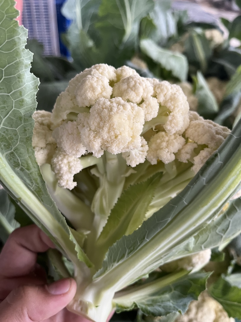 花菜菜花山东花菜白面青梗产地先砍现发欢迎咨询