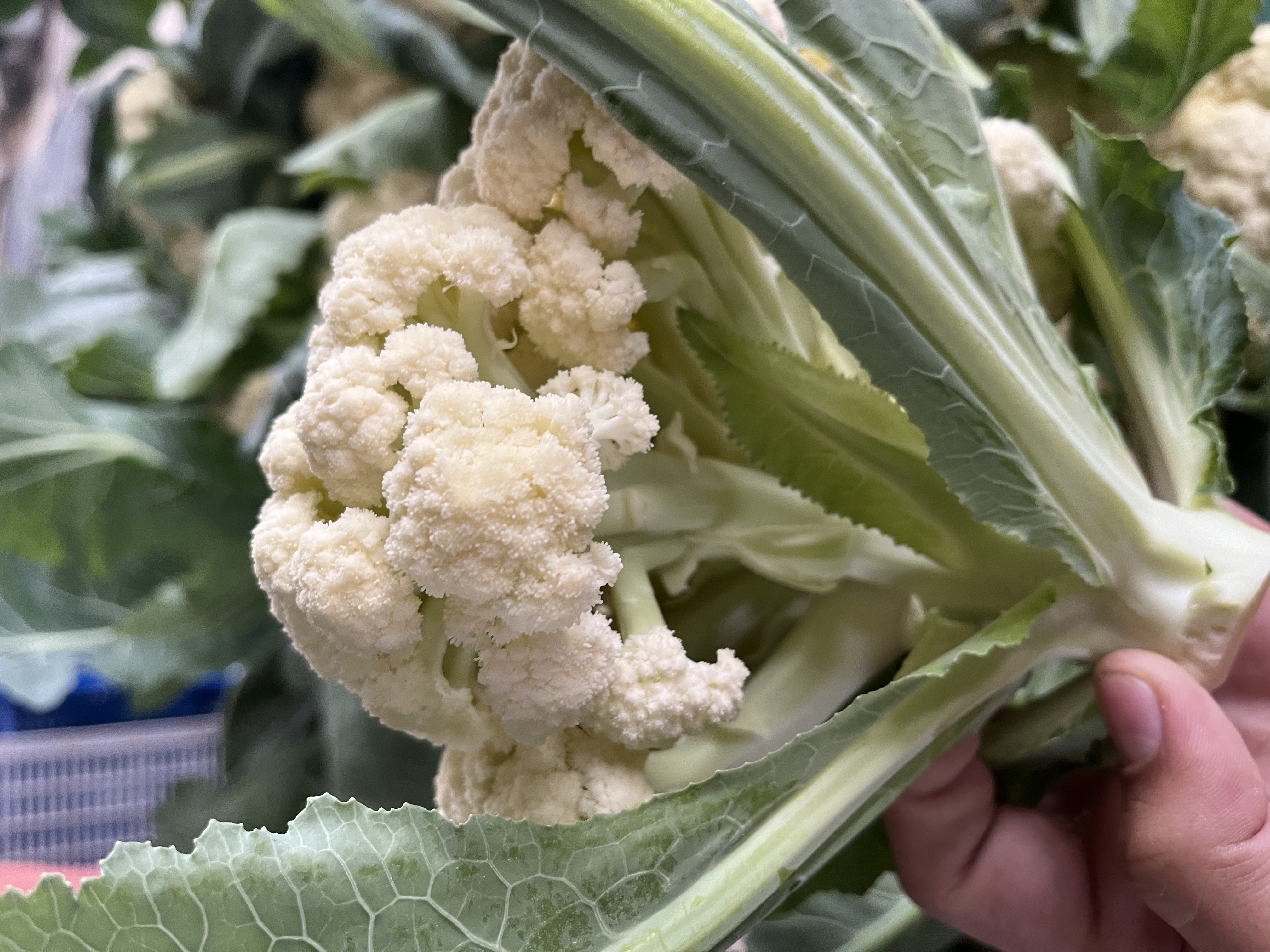 紫色小须的菜花