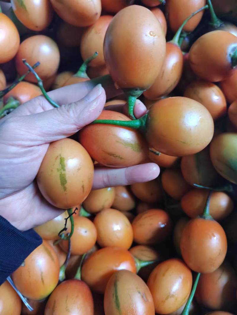 【精品】云南树番茄精品树番茄产地直发价优品质保障