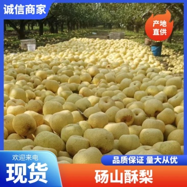百年古树砀山酥梨，口感好，果型端正，核小无渣。