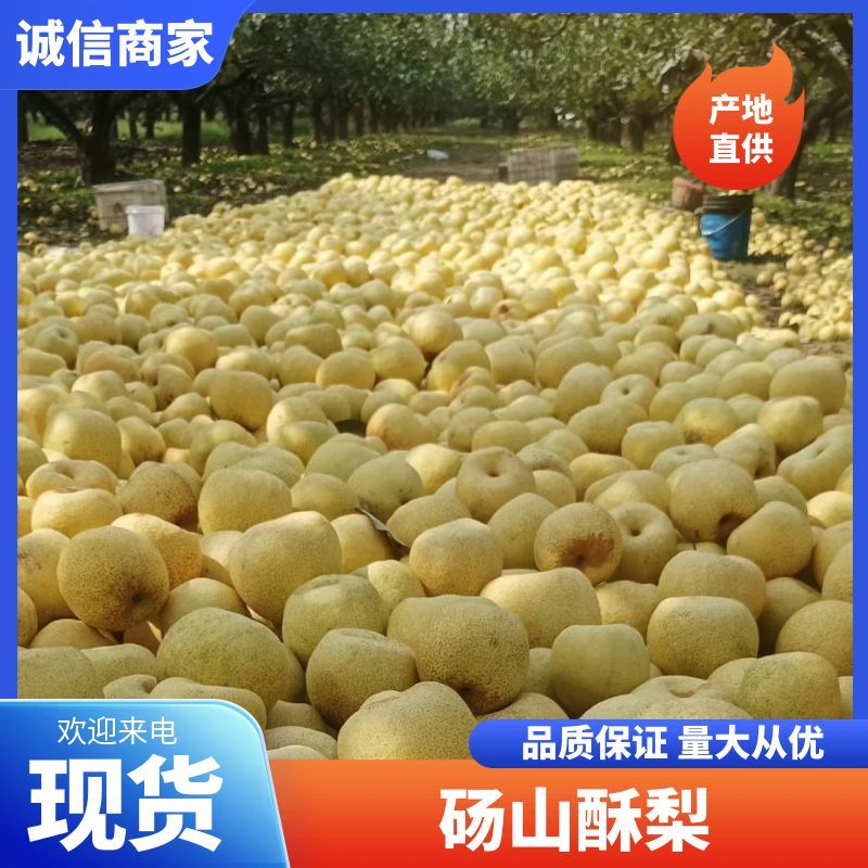 百年古树砀山酥梨，口感好，果型端正，核小无渣。