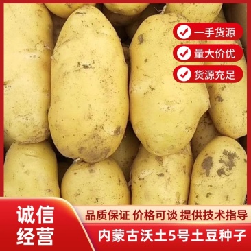 荷兰十五，内蒙齐元丰公司，土豆种薯，、亩超万斤，抗性好。