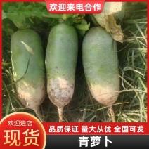 青萝卜河北萝卜产地直发品质保障对接商超市场社区等