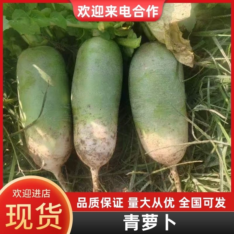 青萝卜河北萝卜产地直发品质保障对接商超市场社区等