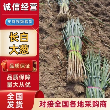 长白大葱河北大葱产地直发品质保障量大优惠欢迎咨询