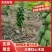 大青红心木瓜