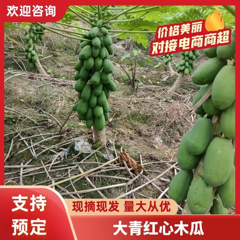 大青红心木瓜