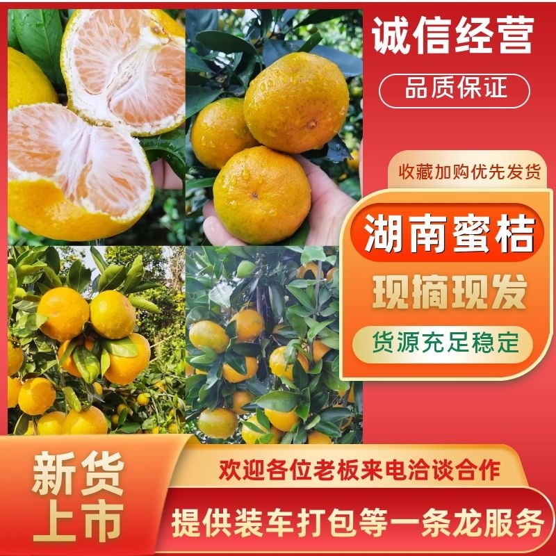 【优选】湖南蜜橘/大量供应/对接商场批发市场加工厂/