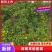 蜜橘，湖南常德精品蜜橘，基地现货量大价格优，对接市场批发