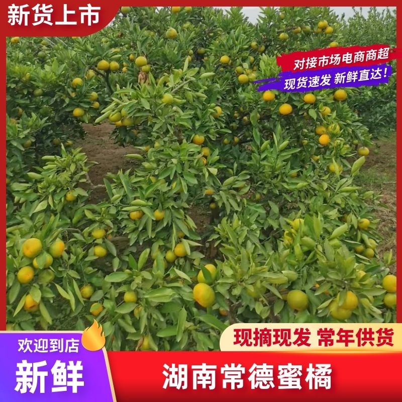 蜜橘，湖南常德精品蜜橘，基地现货量大价格优，对接市场批发