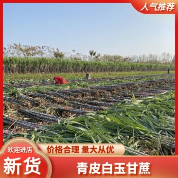 仙桃甘蔗，基地直供，大面积种植一级货，诚信合作