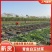 仙桃甘蔗，基地直供，大面积种植一级货，诚信合作