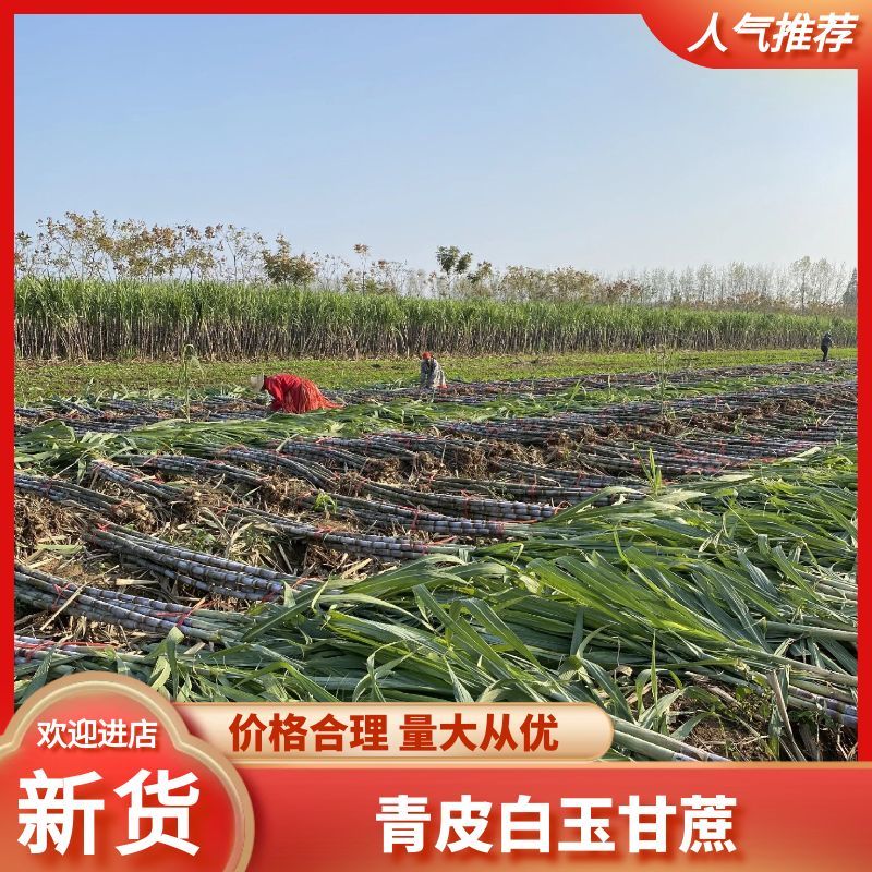 仙桃甘蔗，基地直供，大面积种植一级货，诚信合作