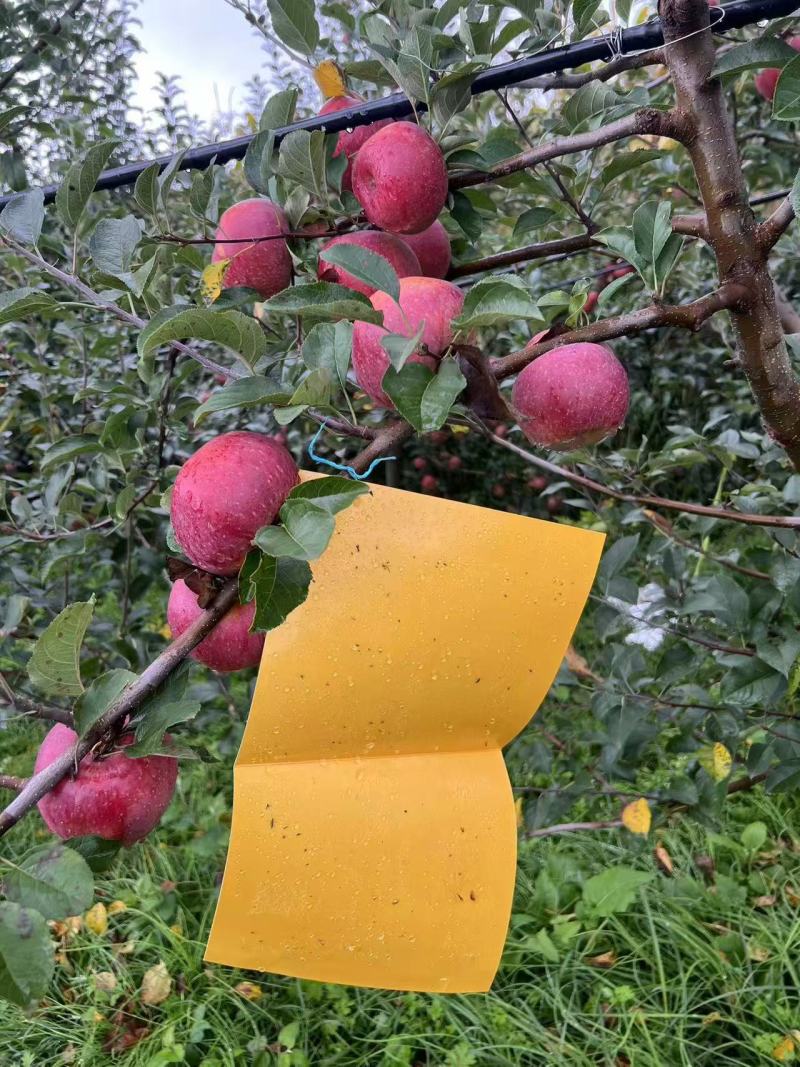丑苹果云南丑苹果红富士苹果脆甜多汁产地直发欢迎来电