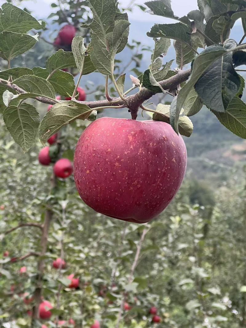 《精品》云南苹果云南昭通冰糖心丑苹果，货源充足，欢迎致电
