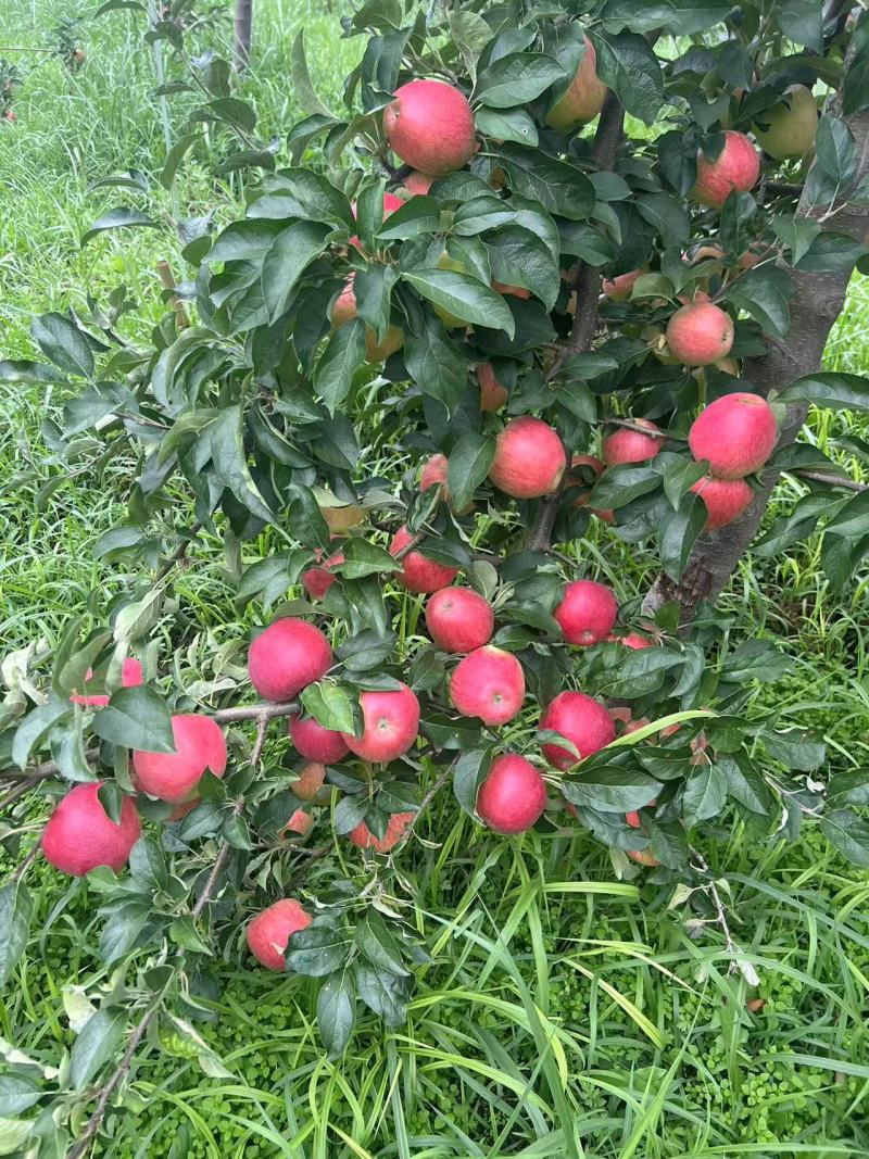《精品》云南苹果云南昭通冰糖心丑苹果，货源充足，欢迎致电