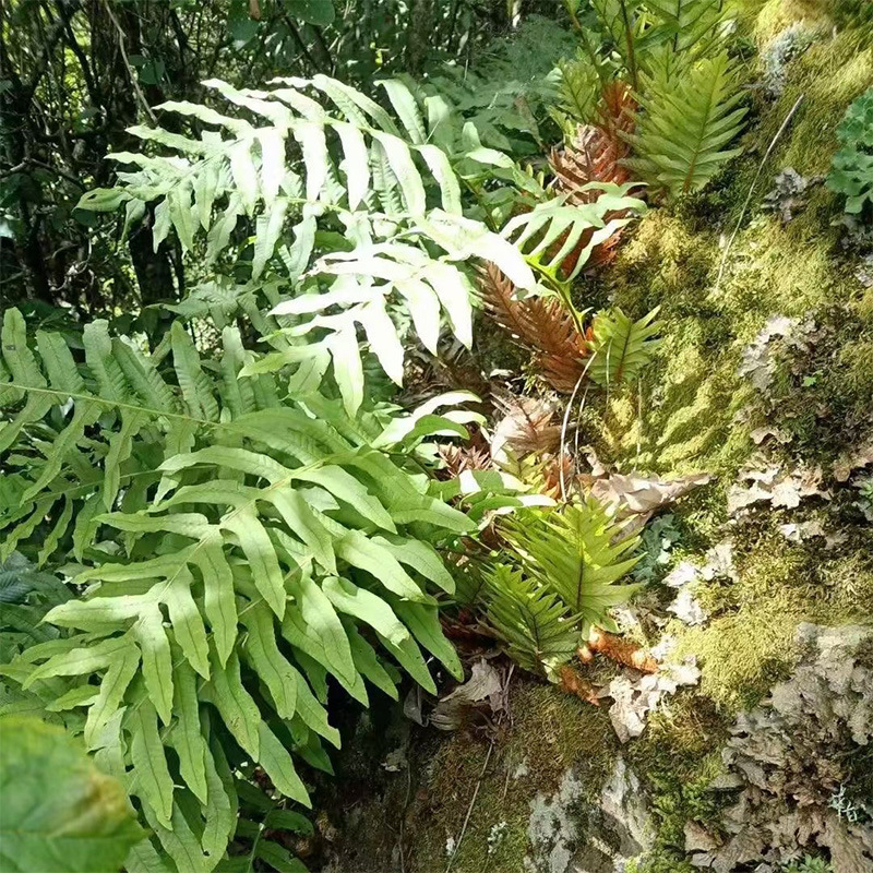 云南骨碎补中药材毛姜中药材骨碎补崖姜岩连姜深山中药材批发