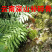 云南骨碎补中药材毛姜中药材骨碎补崖姜岩连姜深山中药材批发
