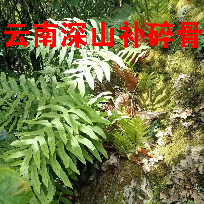 云南骨碎补中药材毛姜中药材骨碎补崖姜岩连姜深山中药材批发