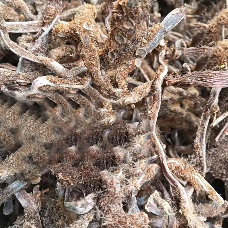 云南骨碎补中药材毛姜中药材骨碎补崖姜岩连姜深山中药材批发